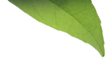leaf one
