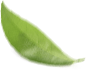 leaf three